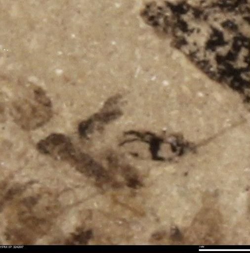 undet. Hymenoptera