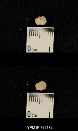 undet. Brachiopoda