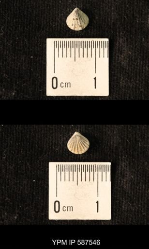 Camarotoechia whitei