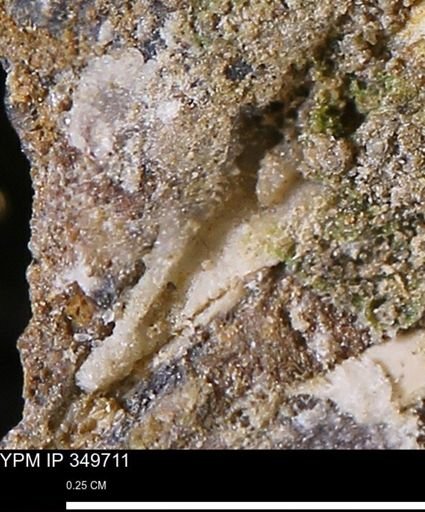 undet. Mollusca