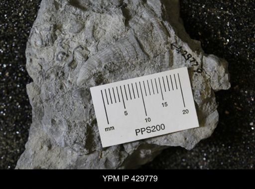 undet. Ostracoda