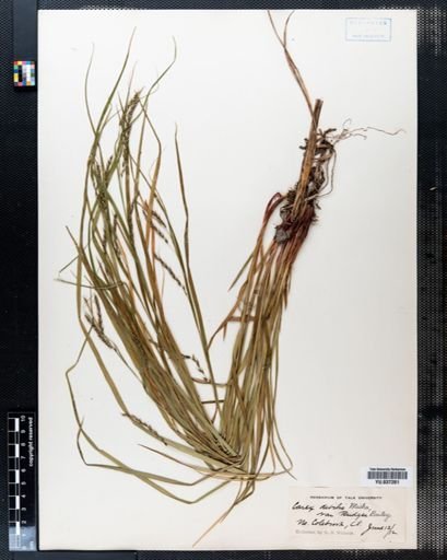 Carex debilis
