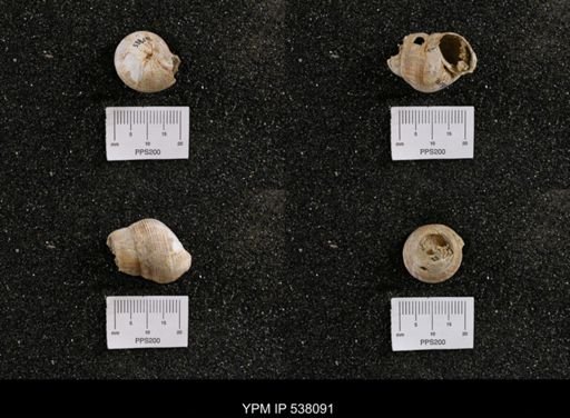 Campeloma nebrascensis