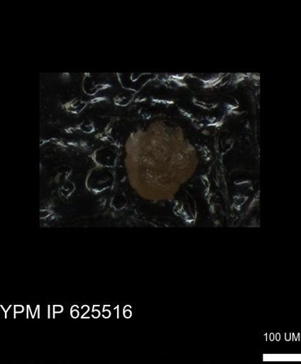 undet. Foraminiferida
