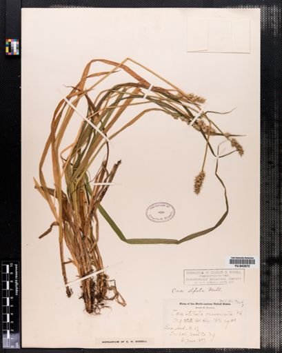 Carex stipata