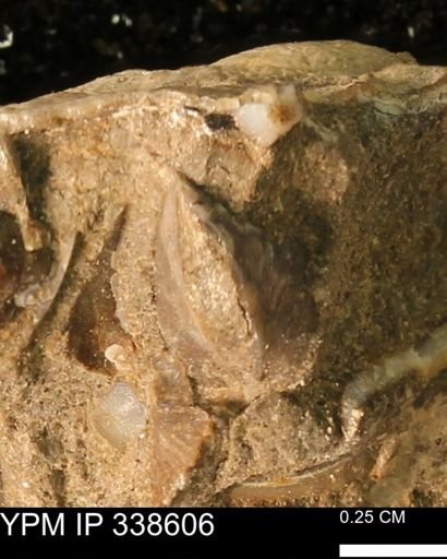 Protocardia subquadrata