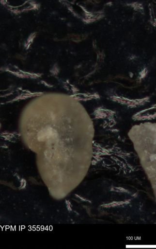 undet. Foraminiferida