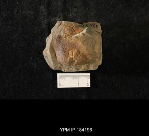 Flexicalymene sp.