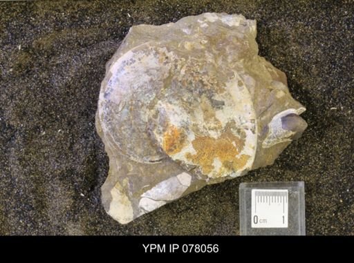 undet. Sphenodiscidae