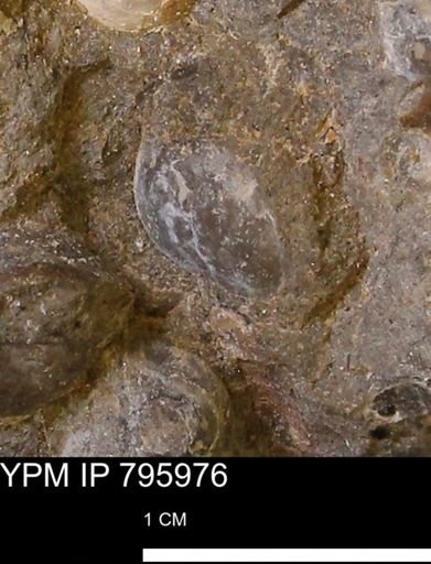 Protocardia