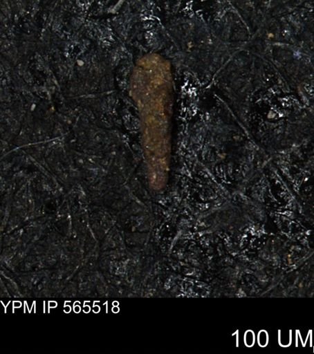 Verneuilina canadensis