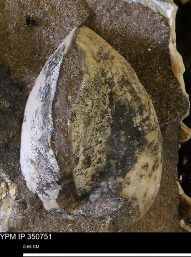 Limopsis striatopunctatus