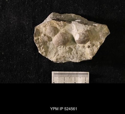 Eochonetes striatellus