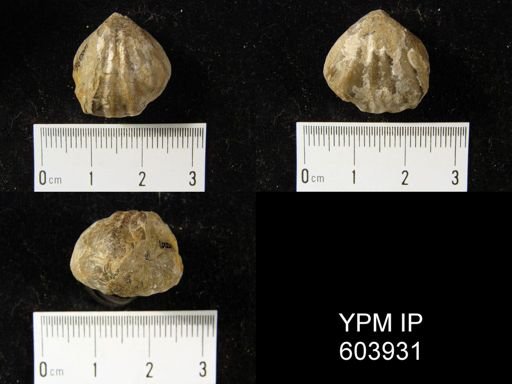 Leiorhynchus sp.