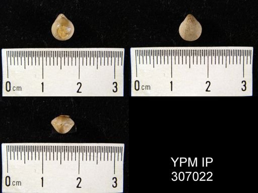 Eumetria marcyi
