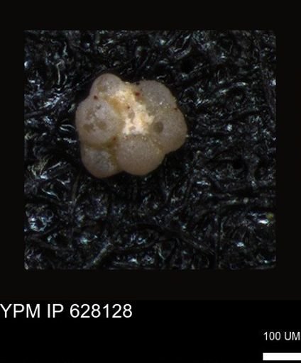 undet. Foraminiferida