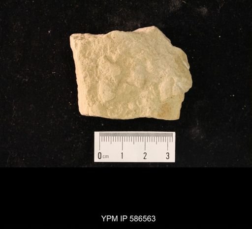 Arionellus (Agraulos) convexus