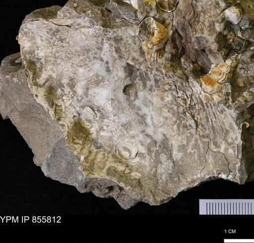 Hoploscaphites?