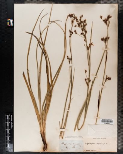 Rhynchospora