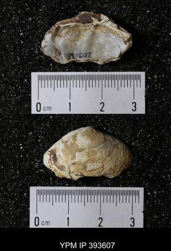 Ostrea glabra