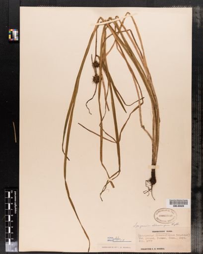 Sparganium chlorocarpum