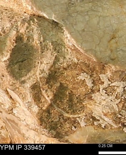 undet. Mollusca