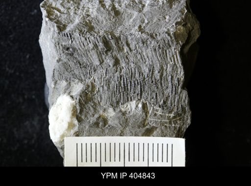 Conularia longa