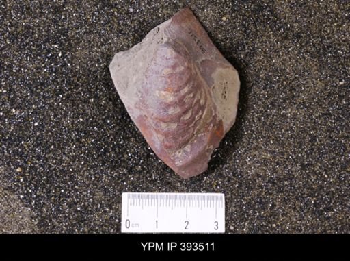 Inoceramus sp.
