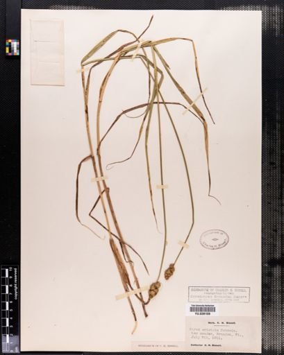 Carex cristatella