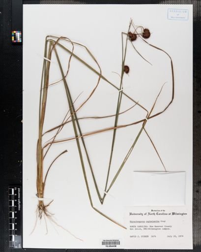 Rhynchospora cephalantha