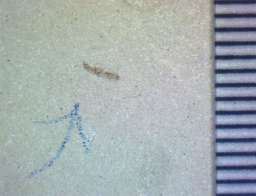 undet. Hexapoda