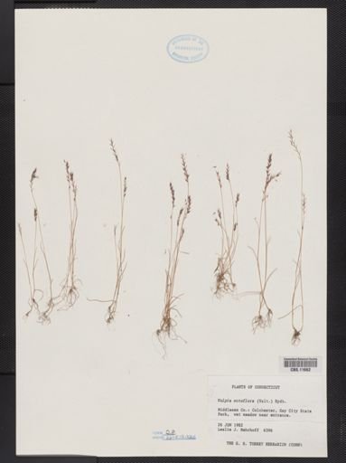Vulpia octoflora
