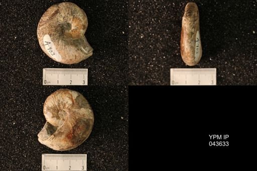 Hoploscaphites nicolletii