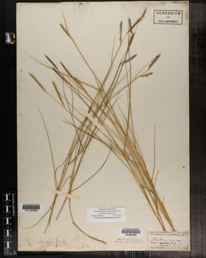 Plantae