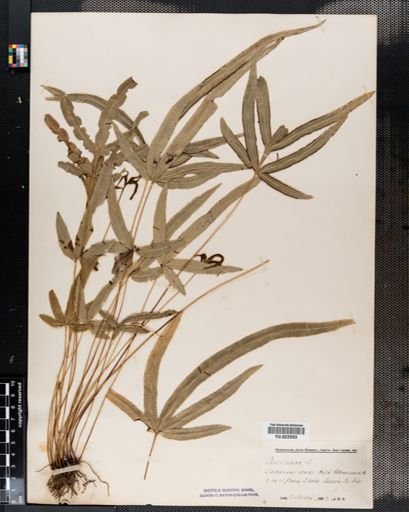 Pteris
