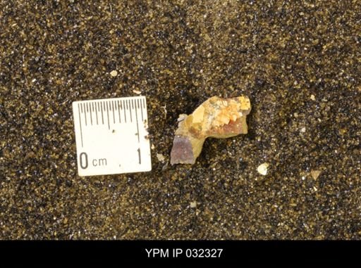 undet. Scaphitidae