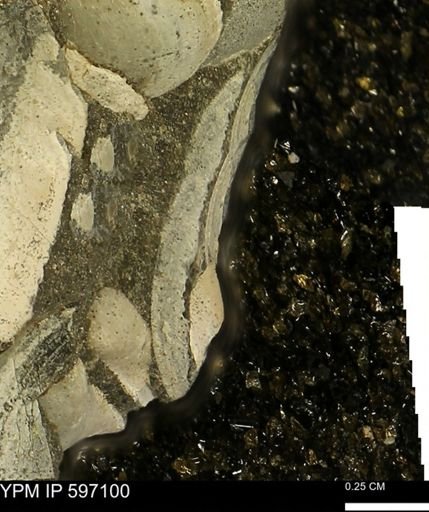 Limopsis striatopunctatus