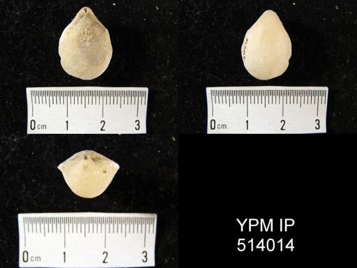 Notothyris cf. mediterranea