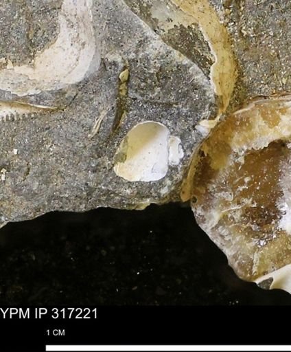 Euspira?