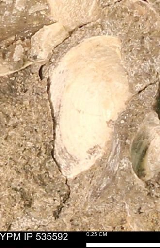 Protocardia subquadrata