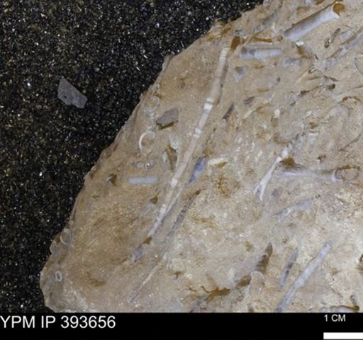 undet. Serpulidae