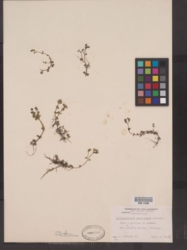 Chrysosplenium americanum