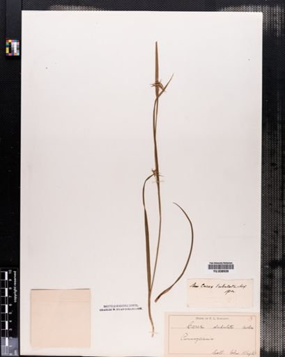 Carex collinsii