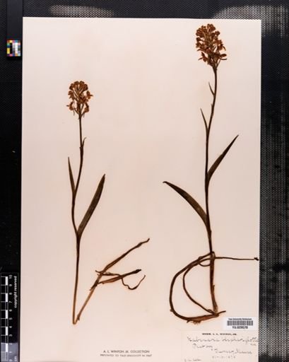 Habenaria