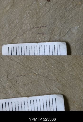 undet. Graptolithina