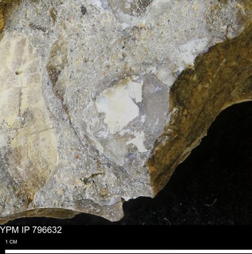 undet. Mollusca