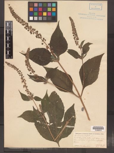 Ambrosia trifida
