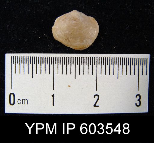 Cleiothyridina royssii