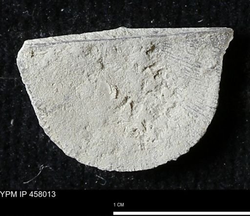 Strophodonta sp.