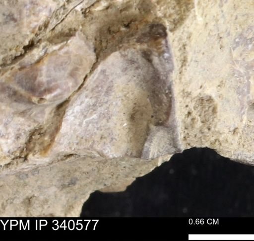 Ostrea glabra